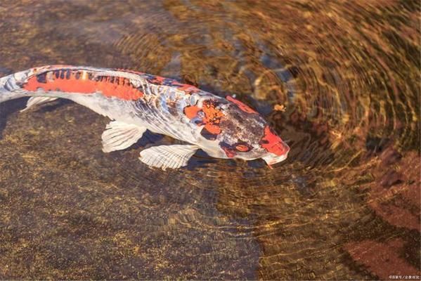 風水魚一般養幾條最好：風水魚一般養幾條，探尋其中的奧秘與講究