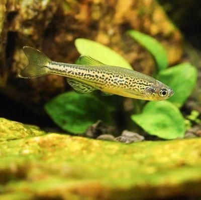 十大適合懶人養(yǎng)的淡水魚，輕松養(yǎng)魚不費心，十大懶人必備淡水魚，輕松養(yǎng)魚無壓力