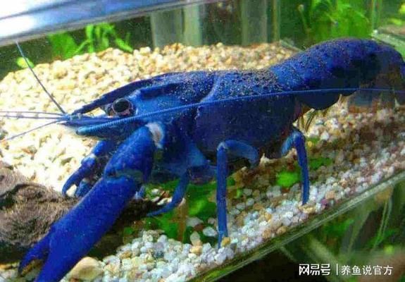 魚圖片微信頭像唯美：魚圖片微信頭像，獨特的魅力與多樣的象征