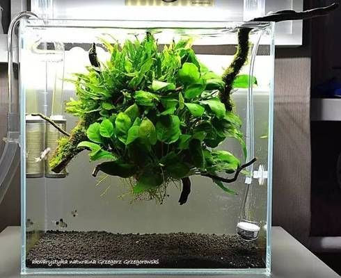 魚圖片微信頭像唯美：魚圖片微信頭像，獨特的魅力與多樣的象征