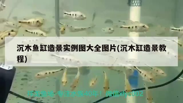 龍魚可以冷水養嗎？深度解析龍魚的飼養水溫要求，龍魚適合冷水飼養嗎？詳解水溫對龍魚健康的影響