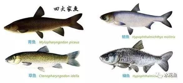 龍魚喂泥鰍需要怎么處理？全面解析喂食技巧與注意事項，龍魚喂泥鰍的正確處理方法與喂食注意事項全指南