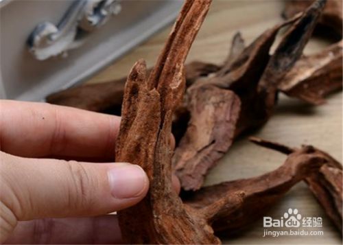 新手必看！這幾種魚好養活不容易死，輕松打造你的第一缸，新手養魚指南，5種易養活觀賞魚推薦，輕松打造你的第一缸