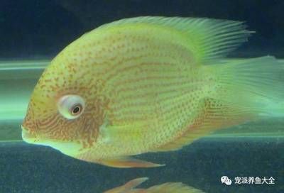 一缸能養(yǎng)兩條招財(cái)魚嗎視頻：一缸能養(yǎng)兩條招財(cái)魚嗎？深度解析與科學(xué)養(yǎng)護(hù)指南