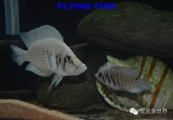 屬龍的養(yǎng)幾條魚好旺財(cái)：屬龍之人養(yǎng)魚的吉祥之?dāng)?shù)探究