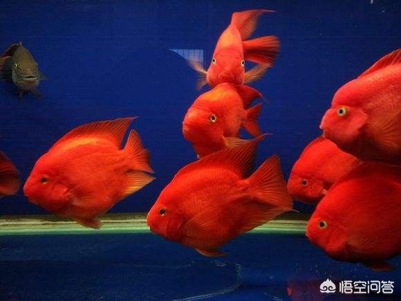 家里養龍魚好不好風水：家里養龍魚好不好，多角度剖析龍魚養殖的利弊