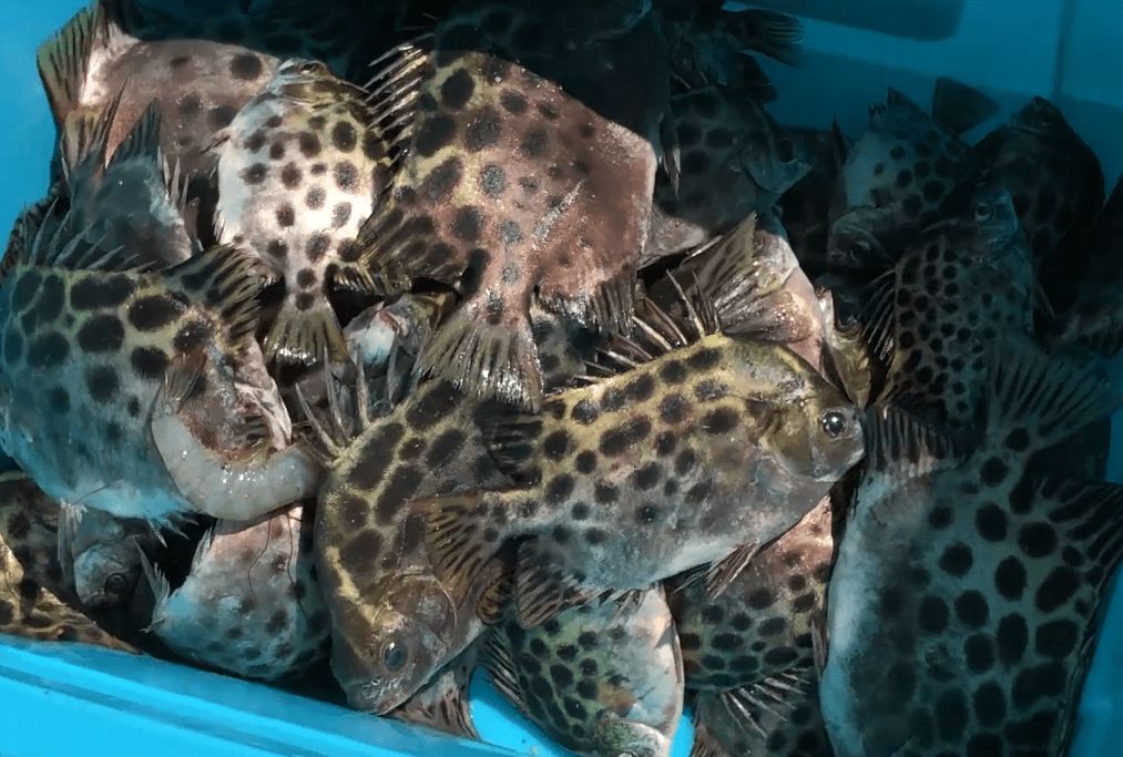龍魚是風水魚嗎？探究龍魚在風水中的象征意義與作用，龍魚風水探秘，象征意義與作用全解析