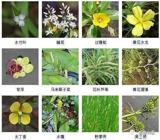 詳細閱讀:養兩條龍魚不吉利的原因是什么:養兩條龍魚不吉利的原因,文化寓意與現實考量的交織 養兩條龍魚不吉利的原因是什么:養兩條龍魚不吉利的原因,文化寓意與現實考量的交織