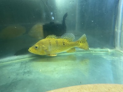 曼龍魚(yú)不能隨便養(yǎng)：曼龍魚(yú)，家中的靈動(dòng)精靈，何來(lái)不吉利之說(shuō)？