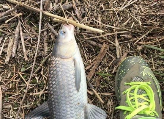 藍曼龍怎么分公母圖解法：藍曼龍公母區分全解析，圖解與要點詳解