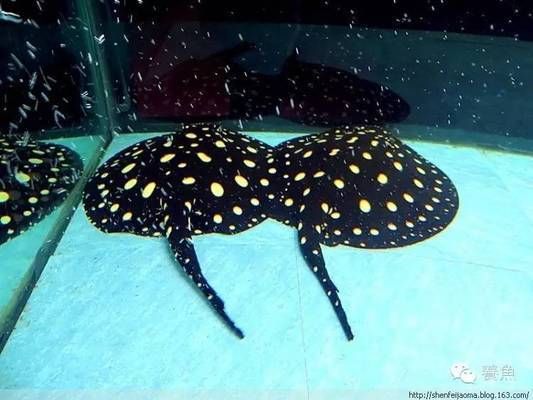 魚頭朝向哪個方向擺放？揭秘風水、文化與科學的多重講究，魚頭擺放方向的風水、文化與科學解析