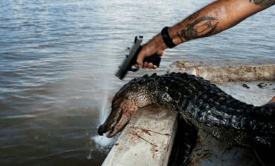 魚缸養(yǎng)什么魚最好最旺財？招財風水魚推薦與飼養(yǎng)指南，魚缸招財風水魚推薦，最佳旺財魚種與飼養(yǎng)指南