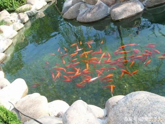 招財(cái)魚擺件魚頭的朝向，風(fēng)水學(xué)中的財(cái)富密碼，招財(cái)魚擺件魚頭朝向揭秘，風(fēng)水學(xué)中的財(cái)富密碼