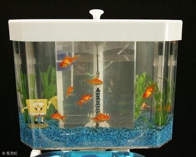 龍魚在玄學(xué)中的象征意義，吉祥、財(cái)富與風(fēng)水的守護(hù)者，龍魚，玄學(xué)中的吉祥象征與財(cái)富風(fēng)水守護(hù)者
