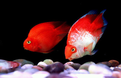 魚好兆頭最火的一句古～詩：魚之祥瑞，歲月嘉祥，魚好兆頭背后的文化深蘊與時代新象