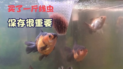 養5條魚是吉還是兇：魚養 5 條，吉利旺財的奇妙寓意與文化淵源