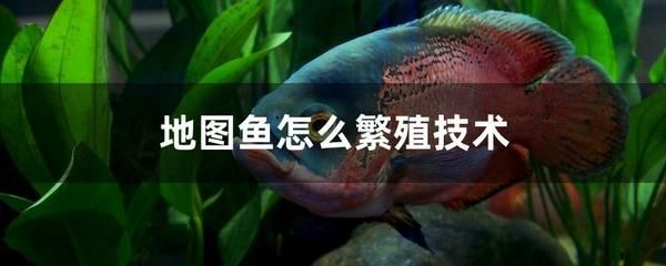 龍魚跳缸怎么急救：龍魚跳缸后的緊急處理與搶救全攻略