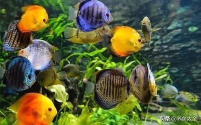 最招財的魚第一名，龍魚的招財風水與養殖指南，龍魚，招財風水之首與養殖全指南