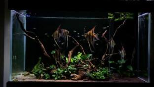 養魚口訣一三五七：養魚5條不是一般人，探秘養魚背后的不凡世界