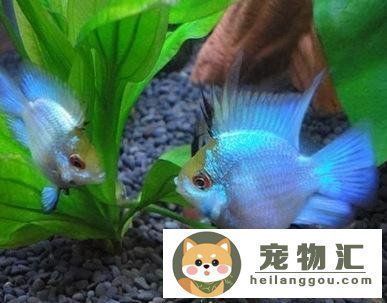 客廳魚缸擺放最佳位置圖：客廳魚缸擺放的藝術，探尋最佳位置之道