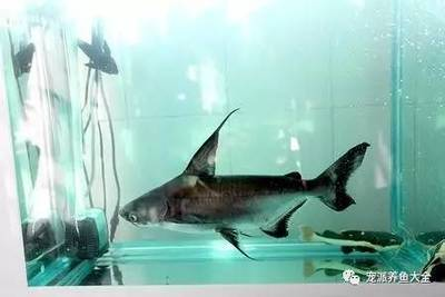 我用小缸養了3年的龍魚什么狀況：我用小缸養了 3 年的龍魚，一場意外的堅持與收獲