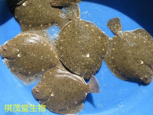 九條魚為何要人命：養魚11條，非尋常人的雅趣與堅守