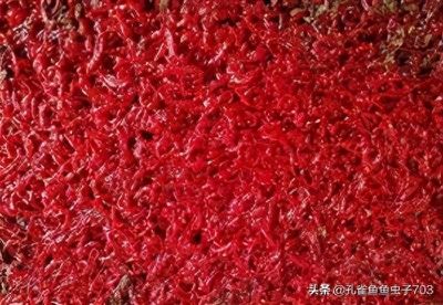 有人送魚是好事嗎風水：有人送魚，是福還是憂？