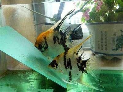 養(yǎng)什么魚最有靈性鎮(zhèn)宅的寓意：養(yǎng)什么魚最有靈性鎮(zhèn)宅，探尋水中的祥瑞之選