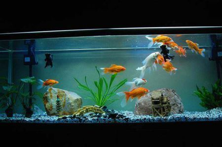 土霉素直接放魚缸被魚吃了？詳解正確用法與潛在風險，土霉素直接投喂魚缸的危害及正確使用方法解析