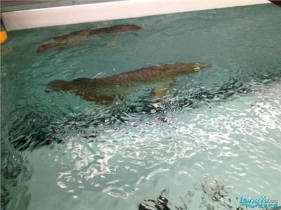 養(yǎng)紅金龍魚的風(fēng)水講究與飼養(yǎng)指南，紅金龍魚風(fēng)水禁忌與科學(xué)飼養(yǎng)全解析