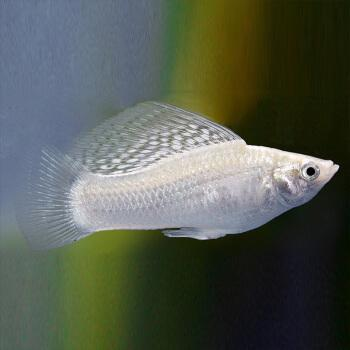 養紅龍魚晚上關不關燈？科學光照管理全解析，紅龍魚夜間光照管理，科學養魚必知的關燈與開燈指南