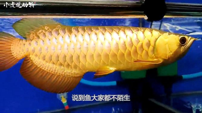 小金魚可以送人嗎？文化寓意、飼養建議與送禮指南，小金魚能否作為禮物？文化寓意、飼養要點與贈送指南全解析