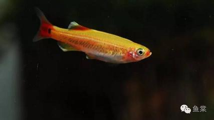 龍睛魚，兇魚還是吉魚？揭秘其風水寓意與文化象征，龍睛魚，風水吉兇與文化象征全解析