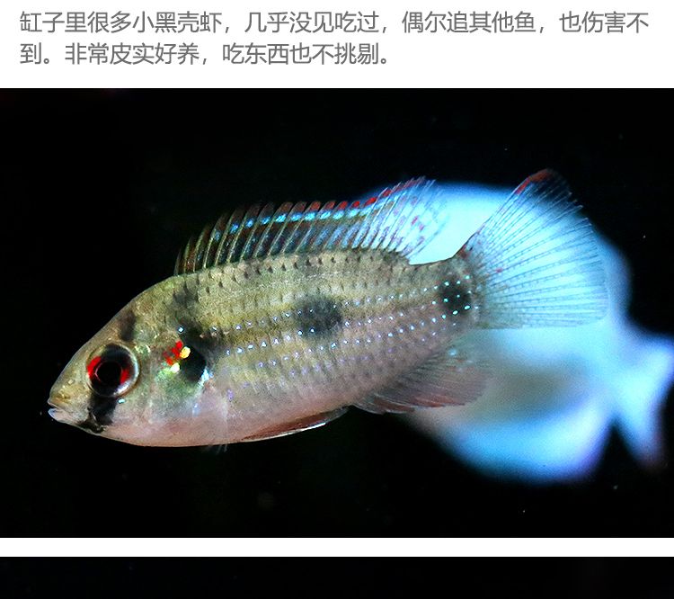 家里養(yǎng)金魚養(yǎng)幾條最旺財最吉祥？風水講究與飼養(yǎng)指南，金魚養(yǎng)幾條最旺財？風水講究與吉祥飼養(yǎng)指南
