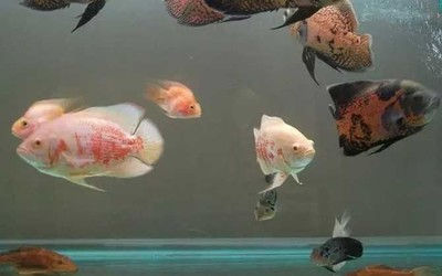 詳細閱讀:中華甲魚苗價格解析,市場行情與養殖指南,中華甲魚苗市場價格趨勢與高效養殖技巧 中華甲魚苗價格解析,市場行情與養殖指南,中華甲魚苗市場價格趨勢與高效養殖技巧