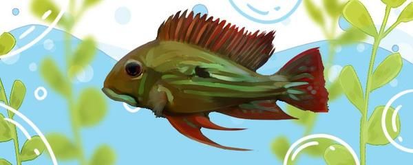 家里養(yǎng)什么顏色的魚風(fēng)水好？招財(cái)又旺身體的色彩指南，招財(cái)旺運(yùn)！家里養(yǎng)這幾種顏色的魚風(fēng)水最佳，健康財(cái)運(yùn)雙豐收