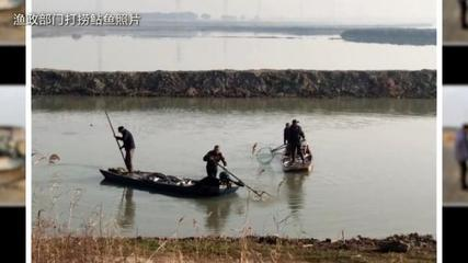 水位20厘米能養(yǎng)魚嗎？淺水養(yǎng)魚的可行性分析與技巧，20厘米水位養(yǎng)魚可行嗎？淺水養(yǎng)魚技巧與注意事項