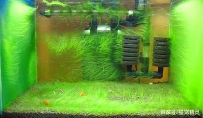 海水觀賞魚，絢麗海洋世界的微縮景觀，絢麗海洋之窗，探索海水觀賞魚的微縮奇觀