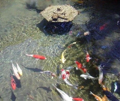 天使魚有點歪了身子咋回事？解析原因及應對方法，天使魚身體歪斜的原因分析及矯正方法