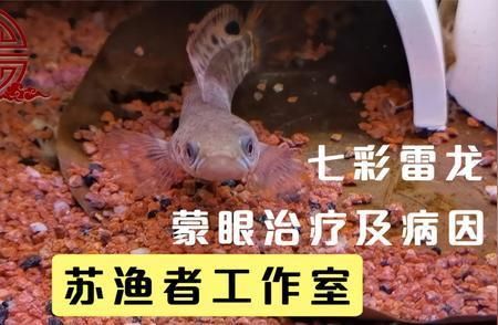 如魚化龍，一位父親為逝子求簽的靈魂叩問，如魚化龍，一位父親為逝子求簽的生死之問
