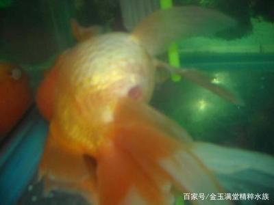 如何為店鋪取一個吸引人的名字，創意與策略指南，創意店鋪命名指南，吸引顧客的命名策略與技巧 如何為店鋪取一個吸引人的名字，創意與策略指南，創意店鋪命名指南，吸引顧客的命名策略與技巧 龍魚百科 第2張