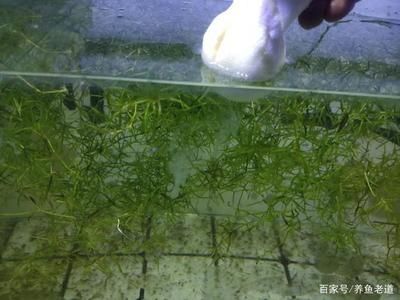 家里放銅龍好嗎？探究銅龍擺件的風(fēng)水寓意與擺放禁忌，銅龍擺件的風(fēng)水講究，家中擺放宜忌與寓意解析