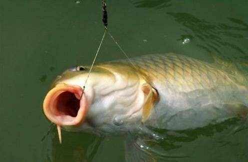 13條魚，聚財還是破財？風水玄機解析，13條魚的風水玄機，聚財還是破財？