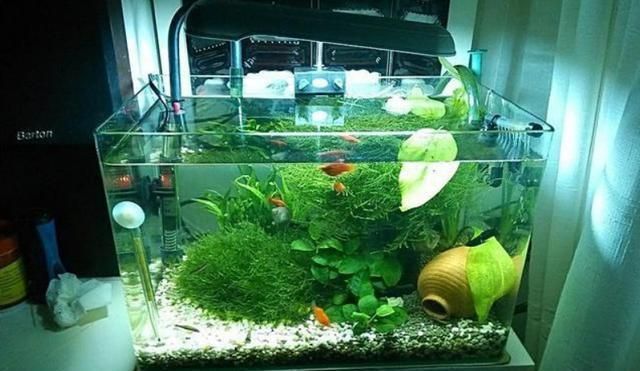 有人送魚是什么預兆？從文化、民俗與心理角度解析，送魚的寓意解析，文化、民俗與心理視角下的吉兆象征