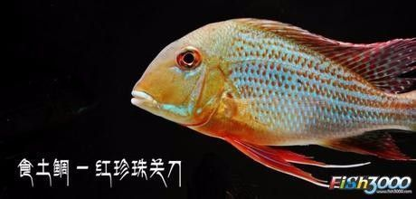 2025年運勢大爆發(fā)！這四個屬相將迎來最旺之年，2025年四大運勢最旺屬相揭曉！