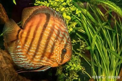 龍魚不能隨便戴，揭秘風水禁忌與佩戴講究，龍魚佩戴風水禁忌全解析，這些講究不可不知！