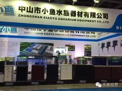 五條鸚鵡魚與一條清道夫魚的寓意，和諧共生的生命智慧，五條鸚鵡魚與一條清道夫，和諧共生的生命智慧 五條鸚鵡魚與一條清道夫魚的寓意，和諧共生的生命智慧，五條鸚鵡魚與一條清道夫，和諧共生的生命智慧 龍魚百科 第2張