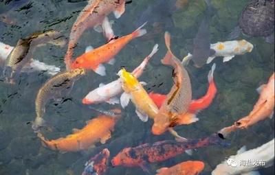 龍魚充血治療期間多久喂一次，龍魚充血治療期間用藥嗎