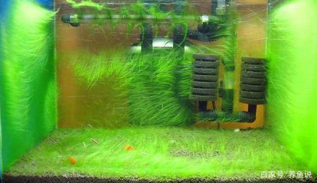 8條魚不吉利的原因，文化與迷信的深層解析，8條魚為何不吉利？揭秘文化與迷信背后的深層原因