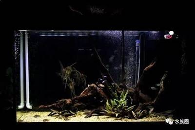 40公分龍魚一天喂幾次？科學喂養指南與注意事項，40公分龍魚科學喂養指南，每日喂食次數與注意事項